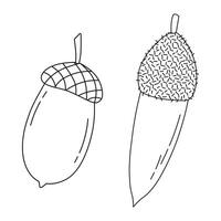 Line sketch of oak acorns and caps, isolated vector