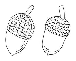 Line sketch of oak acorns and caps, isolated vector