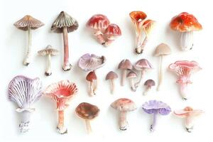 AI generated Assorted Wild Mushrooms on a White Background photo