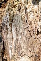 antiguo madera textura. antecedentes antiguo árbol. Clásico madera textura antecedentes. foto