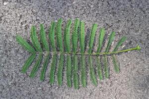 hoja de acacia árbol en el asfalto. parte superior vista. foto