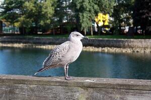 Seagull sitting on a wooden rail in Vancouver, Canada photo