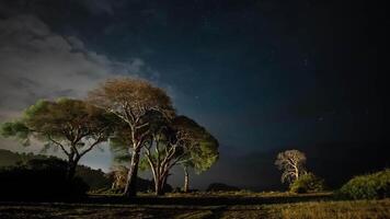 hora lapso. seco árbol a noche en contra el antecedentes de el noche cielo y Moviente nubes video