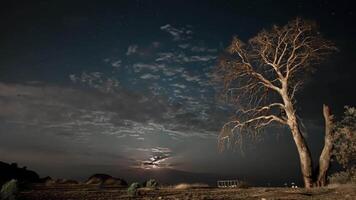 tempo periodo. asciutto albero a notte contro il sfondo di il notte cielo e in movimento nuvole. video