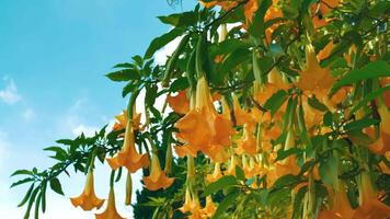 Vibrant yellow trumpet flowers hanging from a lush green tree against a clear blue sky. video