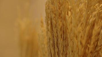 Close-up texture of golden wheat field with soft focus background, suitable for agriculture or harvest themes. video