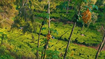 exuberante verde chá plantação com alta árvores e luz solar filtrando através, ideal para agricultura e natureza temas. video