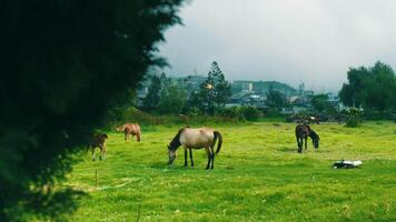 Horses grazing on a lush green field with trees and a village in the background under a cloudy sky. video