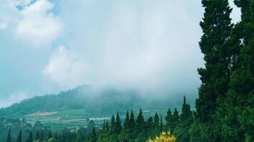 enevoado montanha panorama com exuberante verde árvores debaixo uma nublado céu. video