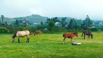 Horses grazing on a lush green field with hills and a town in the background on a cloudy day. video