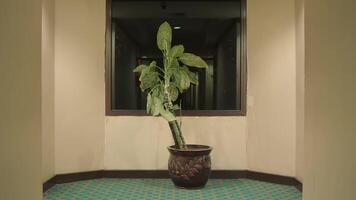 Indoor potted plant centered in front of a window with symmetrical wall lighting, creating a tranquil interior scene. video