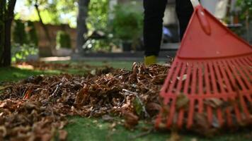 harken gedaald bladeren van de gazon. schoonmaak omhoog gedaald bladeren in de tuin. gebruik makend van een plastic ventilator hark naar schoon de gazon van gedaald bladeren. selectief focus video