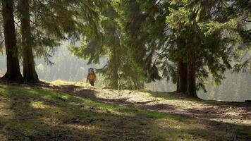 un' uomo con un' zaino viaggi attraverso un' bellissimo foresta nel carpazi montagne. gli sport e ricreazione escursioni a piedi concetto. 4k video