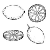 Vector Set juicy Lemons with leaves on the branches with flowers. Graphic botanical illustration Citrus fruit in line art style, sketch, chalkboard style. Isolated object EPS vector