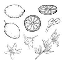 Vector Set juicy Lemons with leaves on the branches with flowers. Graphic botanical illustration Citrus fruit in line art style, sketch, chalkboard style. Isolated object EPS vector