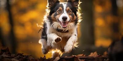 AI generated border collie dogs in a jump in the autumn forest. Generative AI photo