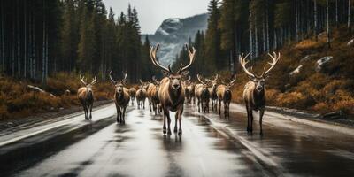 AI generated There are lot of elk on the road. Conservation of wild animals. Safe driving. Generative AI photo