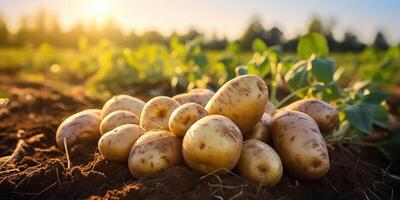 ai generado orgánico patatas de cerca en el campo, Respetuoso del medio ambiente productos generativo ai foto