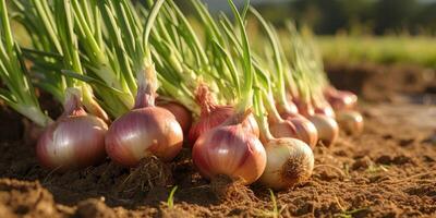 ai generado orgánico rojo cebolla de cerca en el campo, Respetuoso del medio ambiente productos generativo ai foto