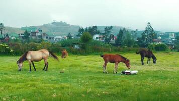 Tres caballos pasto en un lozano verde campo con un colina y casas en el antecedentes en un nublado día. video