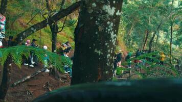 gruppo di persone godendo un' giorno nel un' lussureggiante verde foresta, con felci e alto alberi circostante loro. video