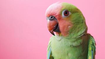 AI generated A parrot on a pastel background isolated photo