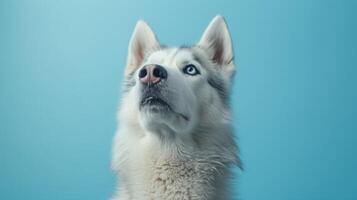 AI generated Husky dog on a pastel blue background photo