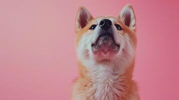 AI generated Akita inu dog on a pastel pink background photo