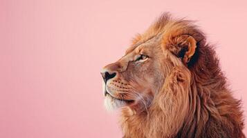 AI generated A lion on a pastel pink background photo