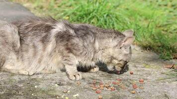 il gatto mangia animale cibo video