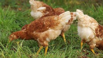 rouge poulets pâturer sur le herbe video