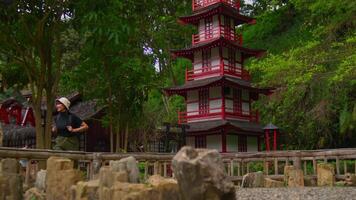 turister utforska en traditionell japansk trädgård med en röd pagod omgiven förbi frodig grönska. video