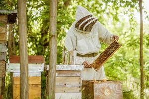 apicultor es examinando su colmenas en bosque. apicultura profesional ocupación. foto