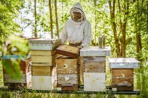 Beekeeper is examining his beehives in forest. Beekeeping professional occupation. photo