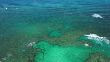 fuco cinematico elegantemente si libra sopra un' sbalorditivo corallo barriera scogliera nel il caraibico mare, bagnata nel il dolce splendore di luce del sole. video