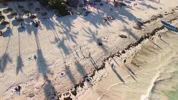 Antenne Aussicht von Reisende sind haben Spaß auf Karibik Strand, umgeben durch Palme Bäume, wie Sie genießen Sonnenuntergang Über Horizont. hell farbig Strand Regenschirme hinzufügen lebhaft berühren gegen Türkis Meer video