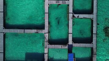 la zona superiore Visualizza a delfino piscina struttura di oceano nel domenicano repubblica video