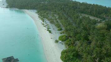 Maldives tropical beach with coconut palm trees and resort area and white sand beach video