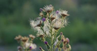 trocken Herbst Blume gegen das Hintergrund von ein Grün Wiese video