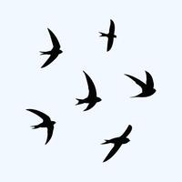 Swift Birds silhouette illustration vector