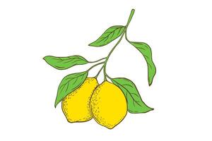 Hand drawn lemon branch with leaves. Fruit in flat style, fresh citrus isolated on white vector