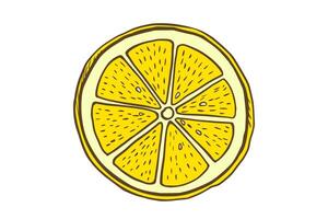 Hand drawn color slice lemon. Fruit cut in sketch style, whole fresh citrus. drawing isolated on white vector