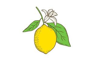 Hand drawn color lemon with leaves and flower. Fruit in flat style, whole fresh citrus isolated on white background vector