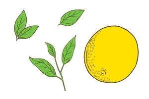 Hand drawn color lemon and leaves. Fruit in flat style, whole fresh citrus isolated on white background vector