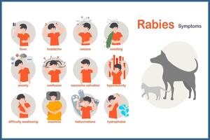 Medical illustration in flat style.Symptoms of rabies include fever,headache,nausea and vomiting.anxiety and confusion hyperactivity,insomnia and hydrophobia.excessive salivation,hallucinations vector