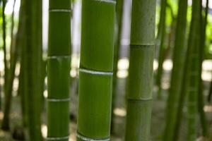 A green bamboo forest in spring sunny day close shot photo