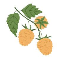 Yellow raspberry branch. Edible yellow berries for healthy nutrition, hand drawn juicy forest yellow raspberry flat illustration. Fresh raspberries on twig vector