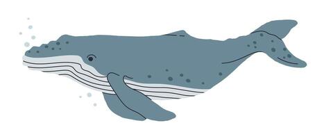 Blue whale. Hand drawn underwater mammal animal, wild whale, aquatic gigantic creature swim in ocean flat illustration. Cute blue whale on white vector