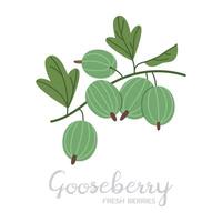 Ripe gooseberry. Hand drawn juicy edible fresh berries, gooseberries with caption, flat illustration. Delicious berries on white vector