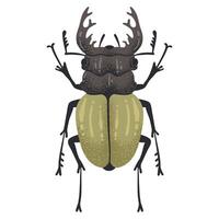 Hand drawn bug. Stag beetle insect, flying horned bug, coleopterist trophy flat illustration. Cartoon large stag beetle on white vector